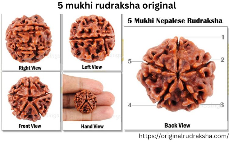 5 Quick Tips for 5 Mukhi Rudraksha Beginners